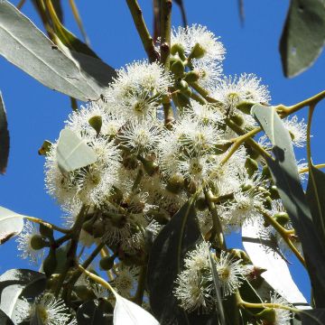 Eucalyptus aggregata - Eucalipto