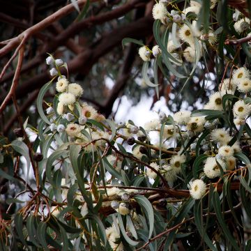 Eucalyptus globulus - Eucalipto