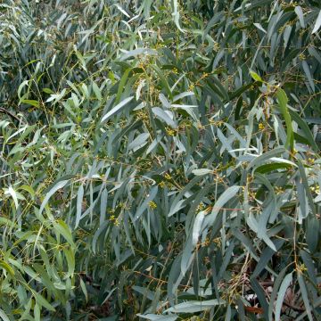Eucalyptus paliformis - Eucalipto