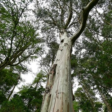 Eucalyptus regnans (semi) - Eucalipto australiano