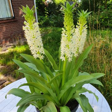 Eucomis comosa Johannesburg - Giglio di ananas