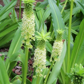 Eucomis comosa Tugela Jade - Giglio di ananas
