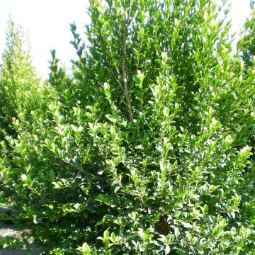 Eugenia myrtifolia New Port Eugenia myrtifolia New Port