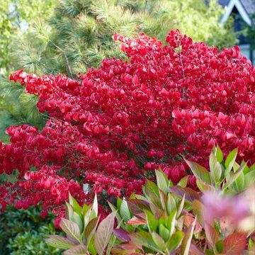 Euonymus alatus Blade Runner - Evonimo alato