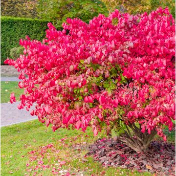 Euonymus alatus Ciliatodentatus - Evonimo alato