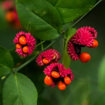 Euonymus americanus