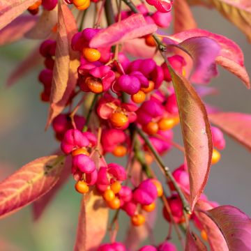 Euonymus europaeus Red Cascade - Fusaria comune