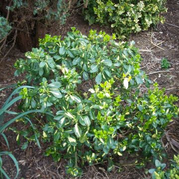 Euonymus fortunei Blondy
