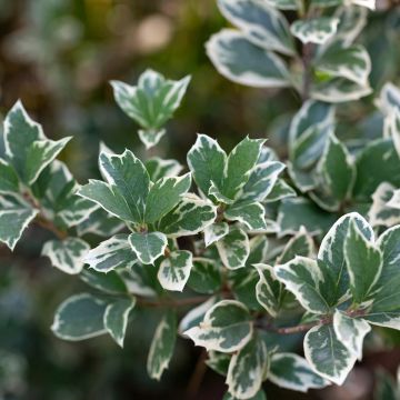 Euonymus fortunei Emerald Gaiety