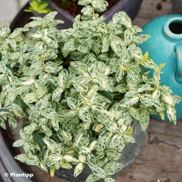 Euonymus fortunei Golden Harlequin