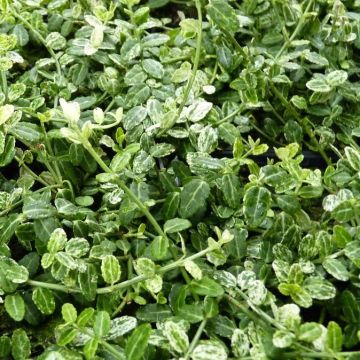 Euonymus fortunei Silverstone