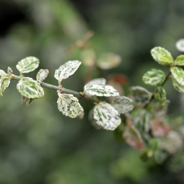 Euonymus fortunei Silverstone