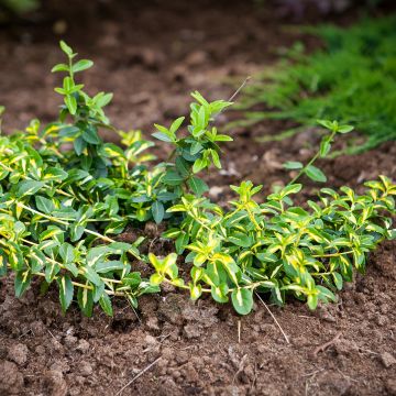 Euonymus fortunei Sunspot