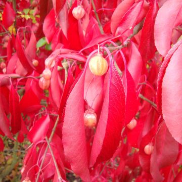 Euonymus grandiflorus Red Wine