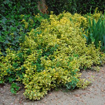 Fusaria giapponese Aureus