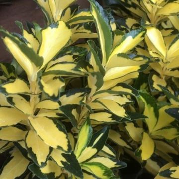 Fusaggine giapponese Exstase Goldbolwi 