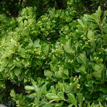Fusaria giapponese