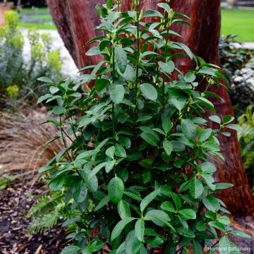 Fusaria giapponese Green Millenium
