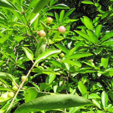 Euonymus myrianthus