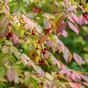Euonymus planipes