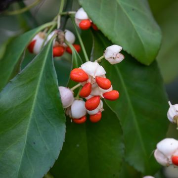 Euonymus tonkinensis