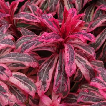 Euphorbia amygdaloïdes Frosted Flame