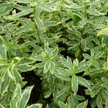 Euphorbia polychroma Variegata
