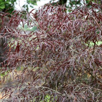 Fagus sylvatica Ansorgei - Faggio
