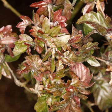 Fagus sylvatica Brathay's Purple - Faggio