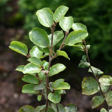 Fagus sylvatica Cockleshell - Faggio