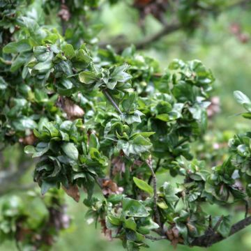 Fagus sylvatica Cristata - Faggio