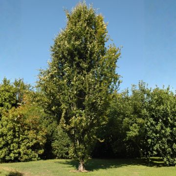 Fagus sylvatica Dawyck - Faggio fastigiato