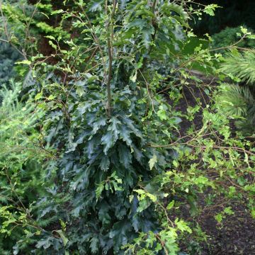 Fagus sylvatica Interrupta - Faggio