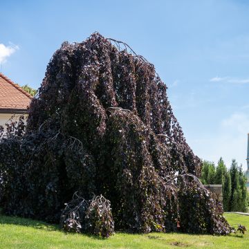 Fagus sylvatica Purple Fountain - Faggio