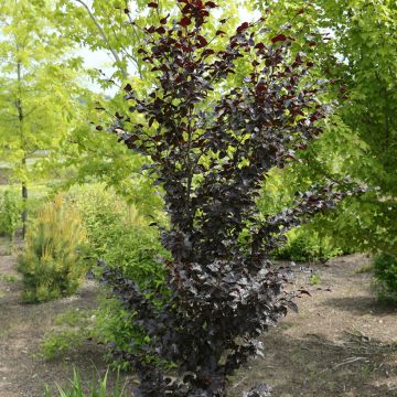 Fagus sylvatica Purpurea Nana - Faggio ramato nano