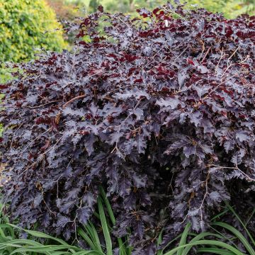 Fagus sylvatica Rohan Weeping - Faggio