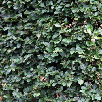 Fagus sylvatica Rotundifolia - Faggio