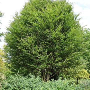 Fagus sylvatica Skrzat - Faggio nano