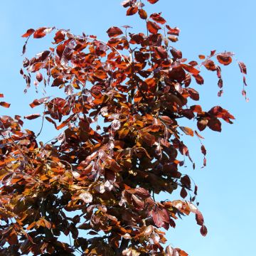 Fagus sylvatica Swat Magret - Faggio