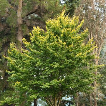 Fagus sylvatica Zlatia - Faggio dorato