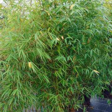 Fargesia robusta Campbell Fargesia robusta Campbell