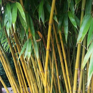 Fargesia robusta Wolong Fargesia robusta Wolong