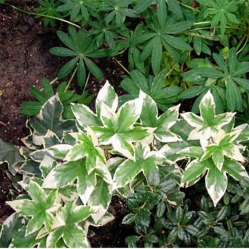 Fatshedera lizei Variegata