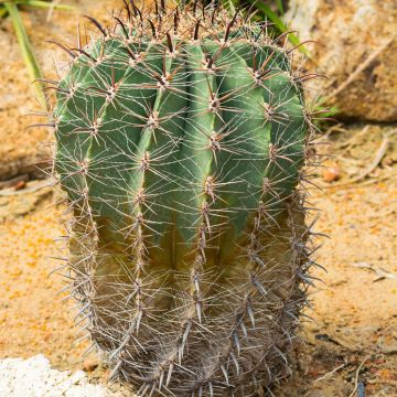 Ferocactus emoryi