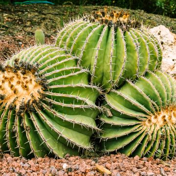 Ferocactus schwarzii