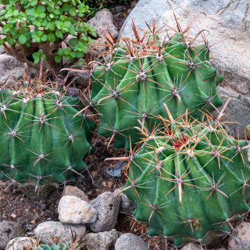 Ferocactus latispinus