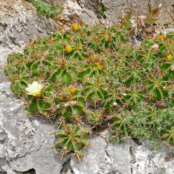Ferocactus robustus