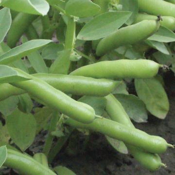 Fava Di Monica