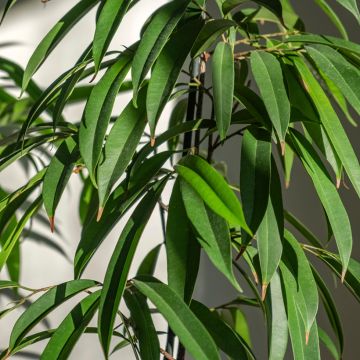 Ficus Alii Ficus Alii