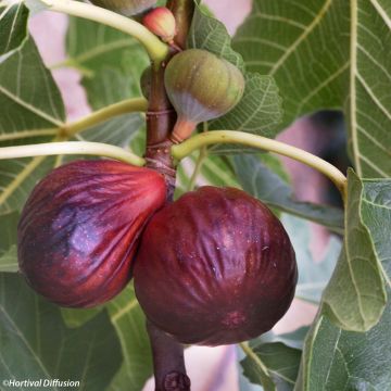 Fico Violette Dauphine (cespuglio)